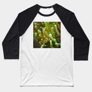 Giant Yellow Sea Anemone Baseball T-Shirt